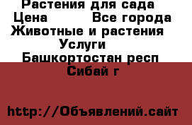 Растения для сада › Цена ­ 200 - Все города Животные и растения » Услуги   . Башкортостан респ.,Сибай г.